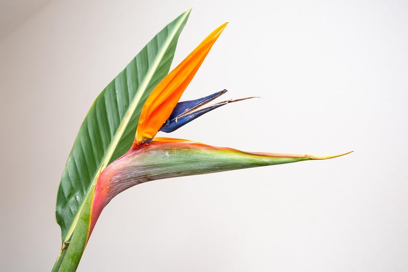 Tropical Gardens